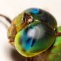 512px-big_eyes_8753086631_.jpg